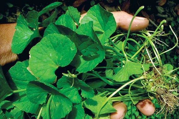 Cách Trị Mụn Cho Nam Giới Tuổi Dậy Thì