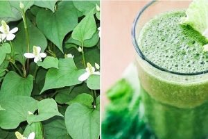 cách trị mụn dậy thì nam tại nhà bằng rau diếp cá