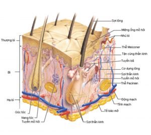 Định nghĩa về mụn ? Nguyên nhân hình thành mụn ? Nhận biết các loại mụn ? Định nghĩa về mụn ? Nguyên nhân hình thành mụn ? Nhận biết các loại mụn ?